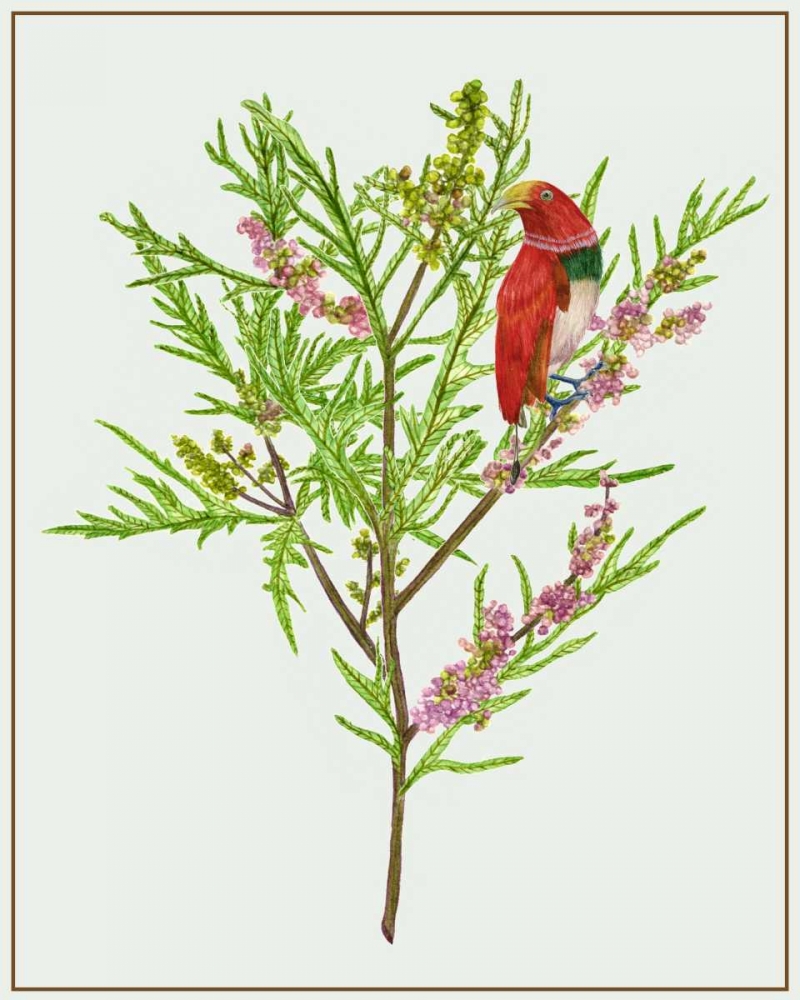 Art Print: Urtica Cannabina I