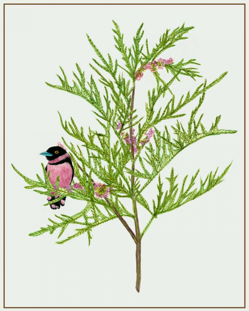 Art Print: Urtica Cannabina II