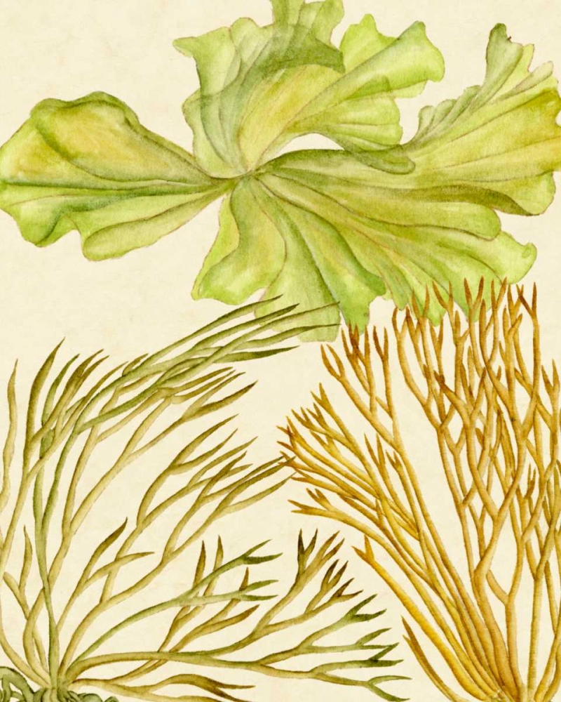 Wall Art Painting id:182876, Name: Vintage Seaweed Collection I, Artist: Wang, Melissa