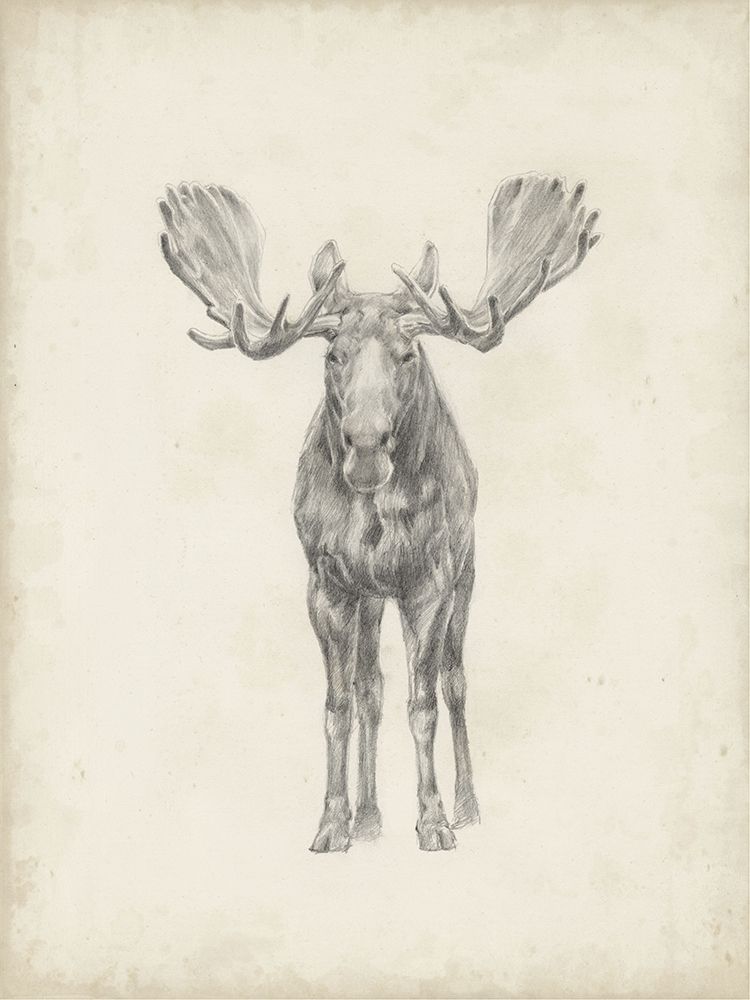Art Print: 40x30 Custom Moose Study