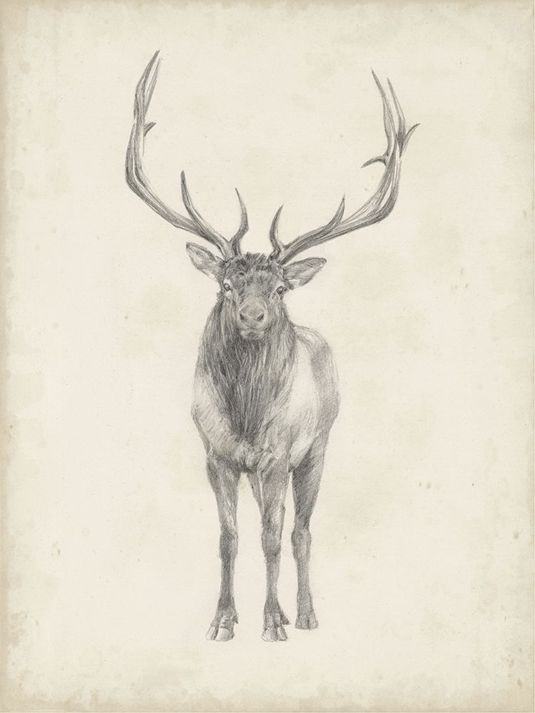 Art Print: 40x30 Custom Elk Study