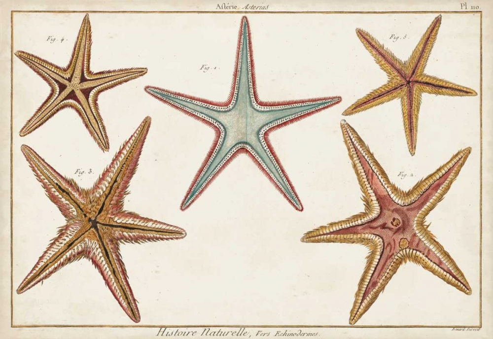 Wall Art Painting id:183134, Name: Starfish Naturelle I, Artist: Diderot, Denis