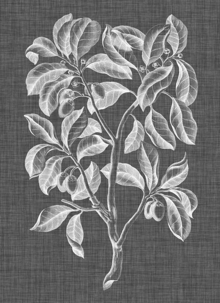 Art Print: Graphic Foliage I