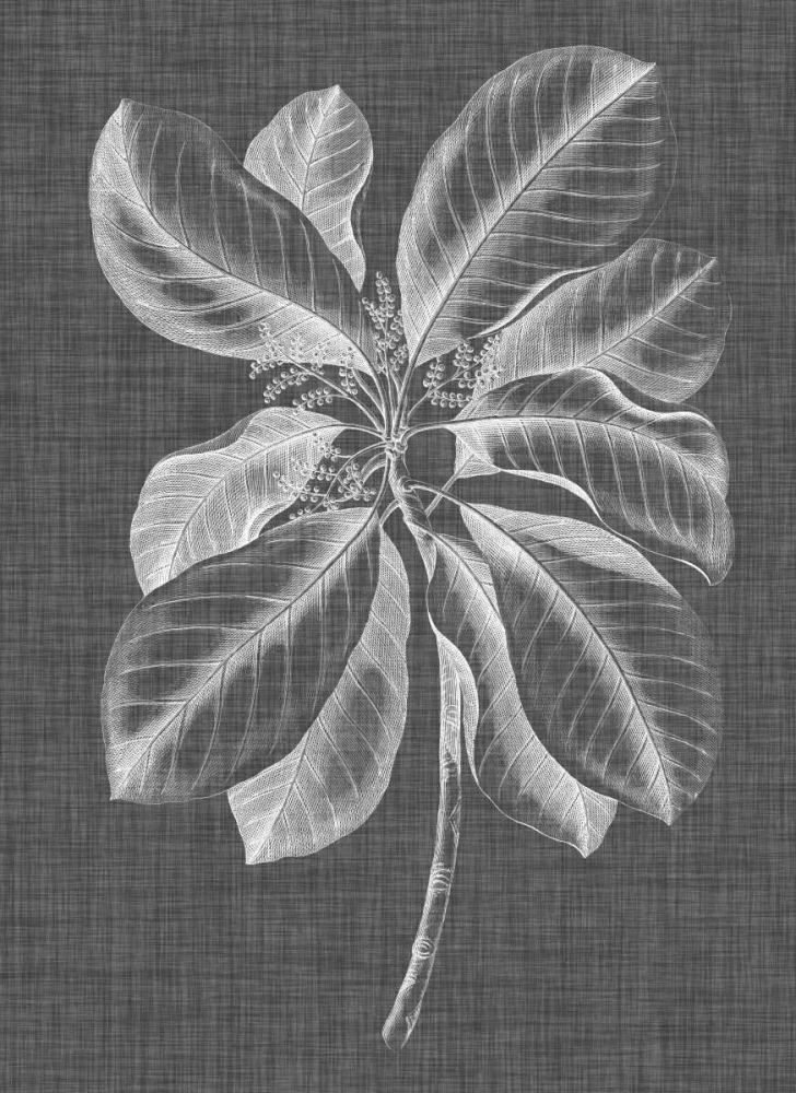 Art Print: Graphic Foliage II