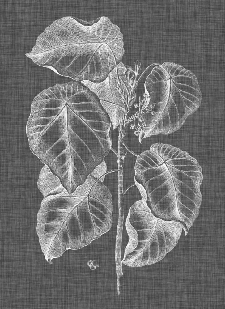 Art Print: Graphic Foliage IV