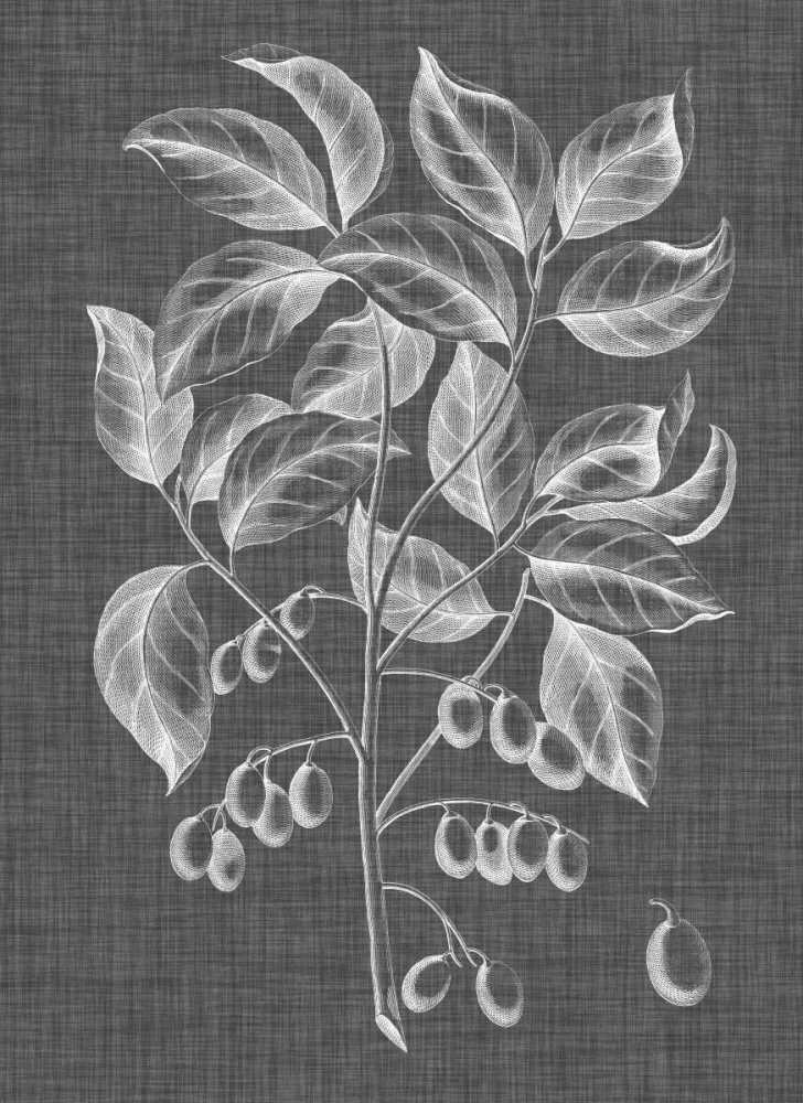 Art Print: Graphic Foliage V
