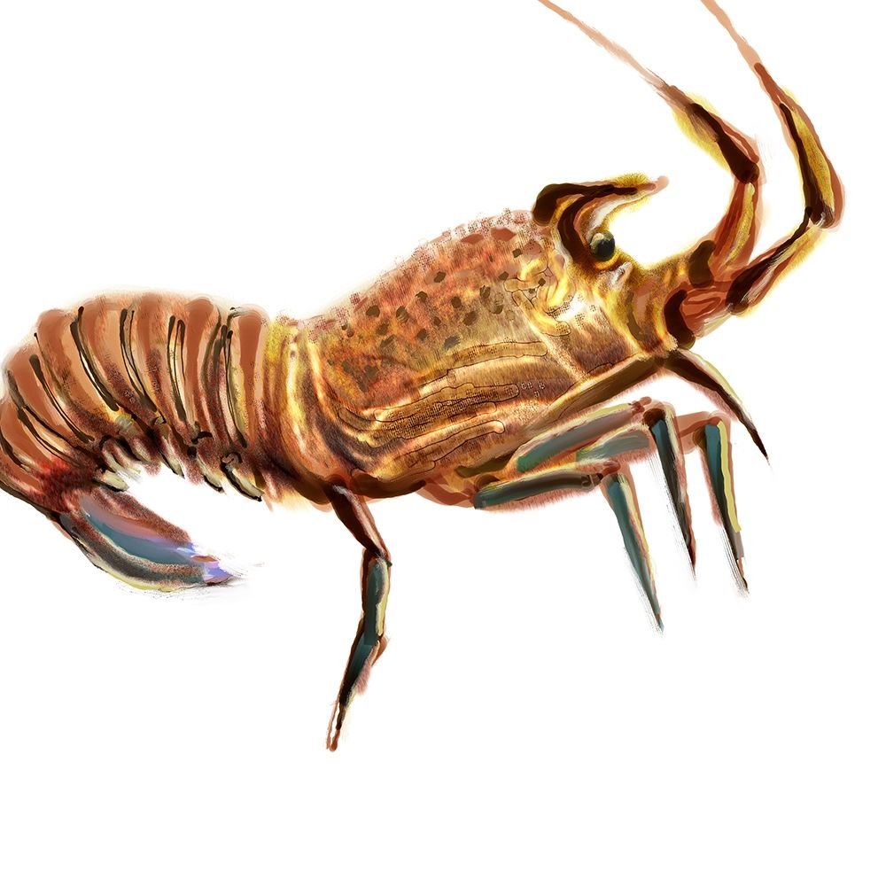 Wall Art Painting id:196030, Name: Illustrated Lobster II, Artist: Novak, Rick