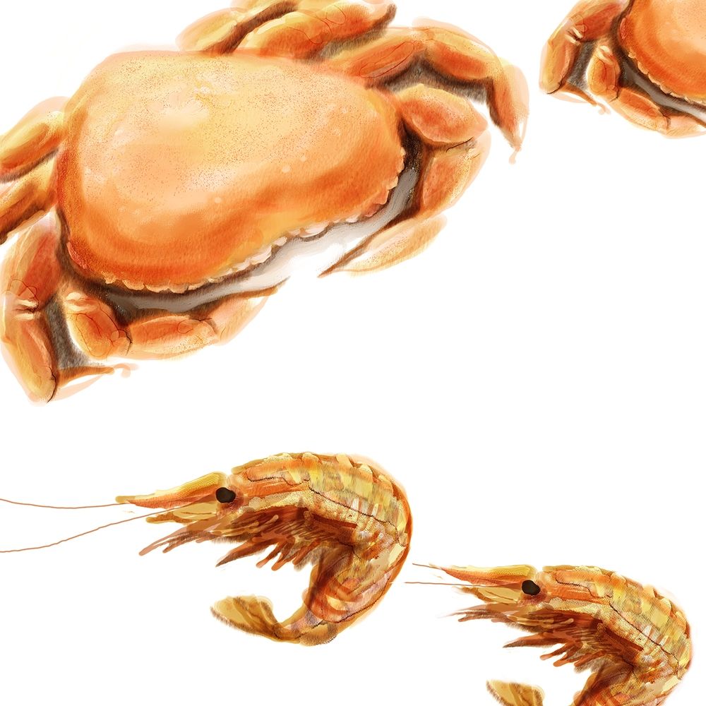 Wall Art Painting id:196031, Name: Illustrated Crab, Artist: Novak, Rick
