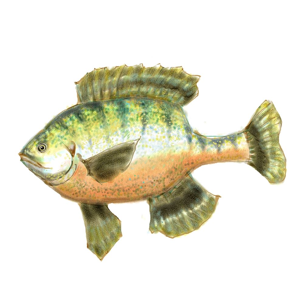 Wall Art Painting id:196033, Name: Illustrated Bluegill, Artist: Novak, Rick