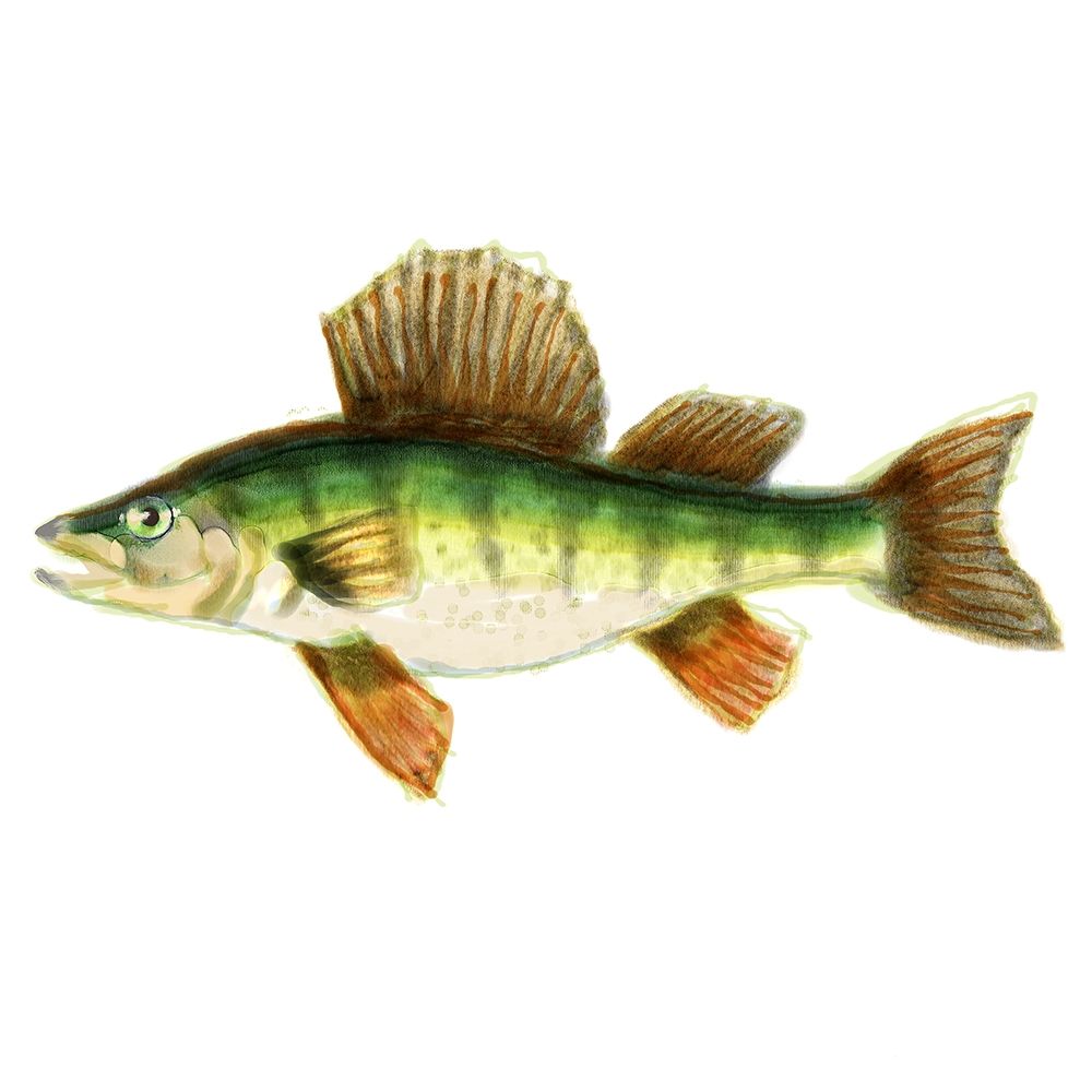 Wall Art Painting id:196034, Name: Illustrated Yellow Perch, Artist: Novak, Rick