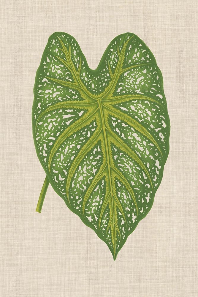Wall Art Painting id:192417, Name: Leaves on Linen I, Artist: Unknown