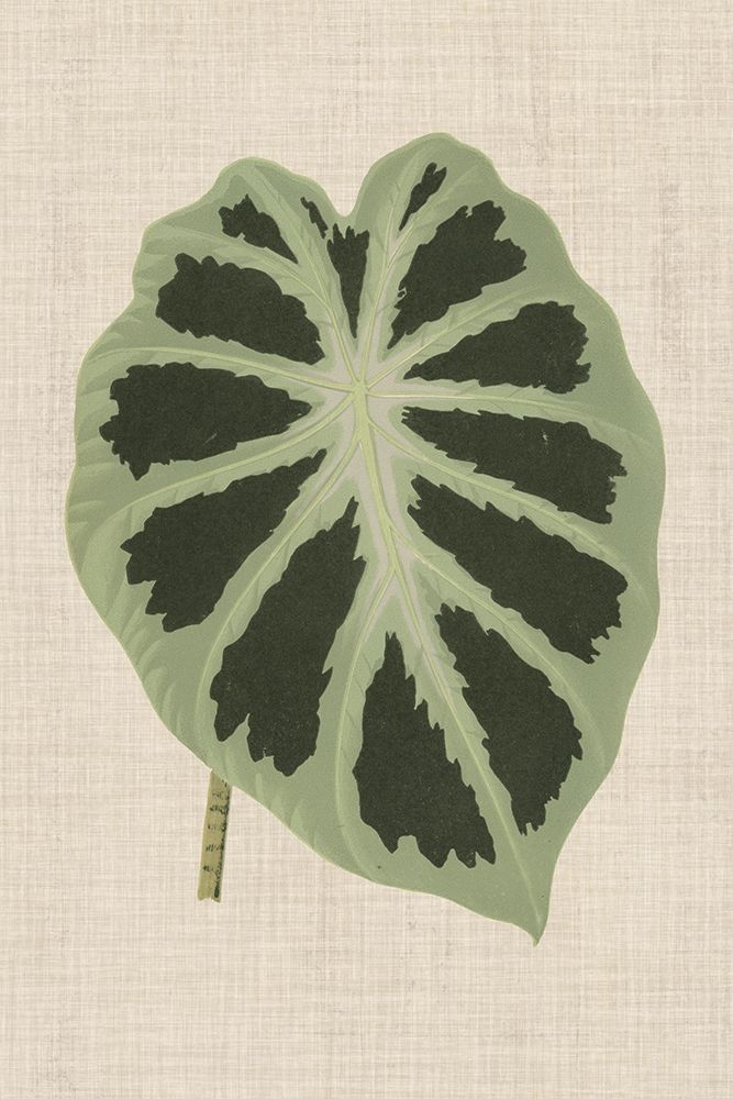 Wall Art Painting id:192418, Name: Leaves on Linen II, Artist: Unknown