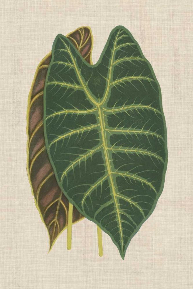 Wall Art Painting id:174851, Name: Leaves on Linen III, Artist: Unknown