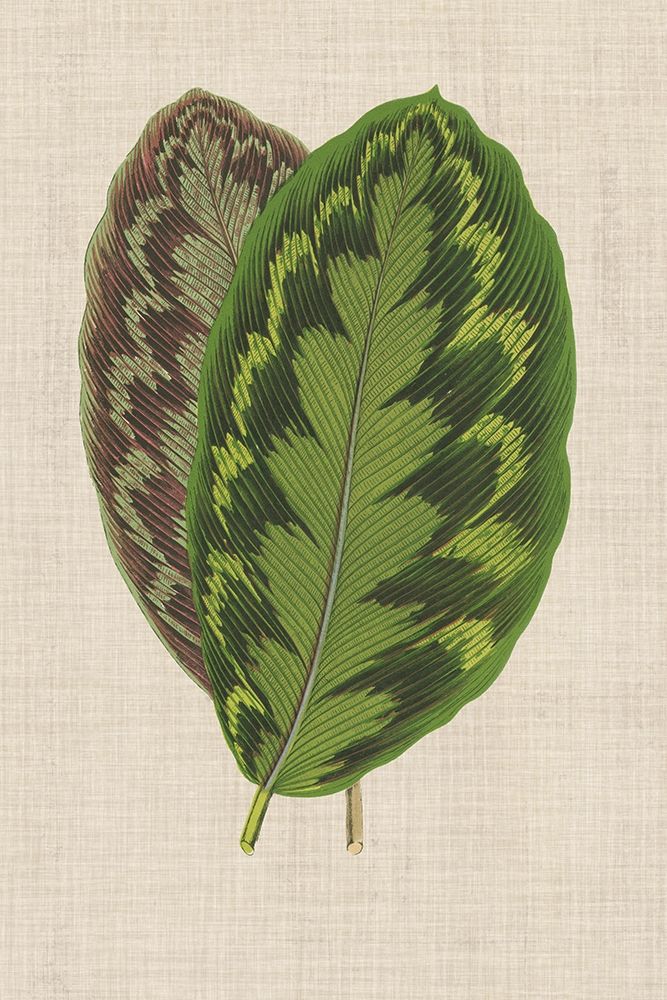 Wall Art Painting id:192419, Name: Leaves on Linen IV, Artist: Unknown