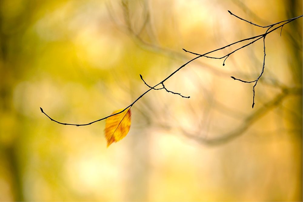 Art Print: Forest Run I