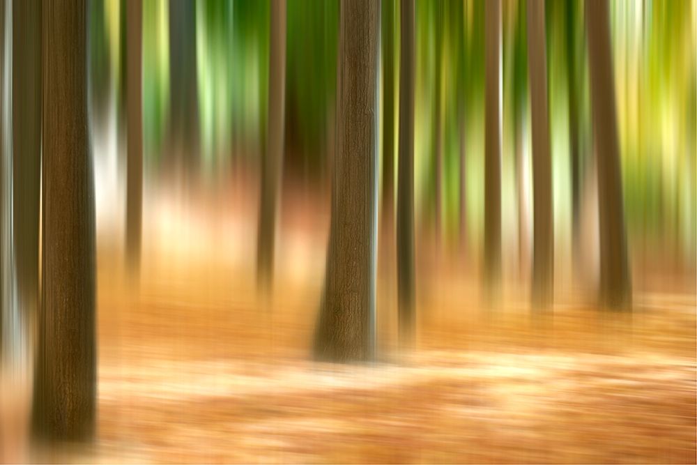 Art Print: Forest Run III