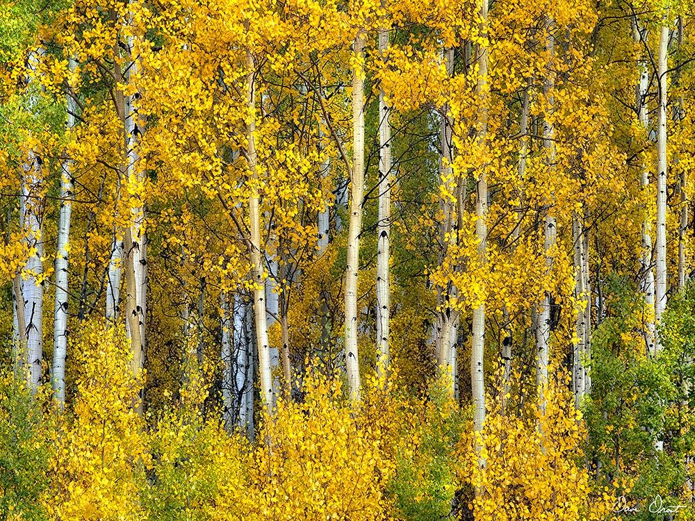 Art Print: Yellow Woods II