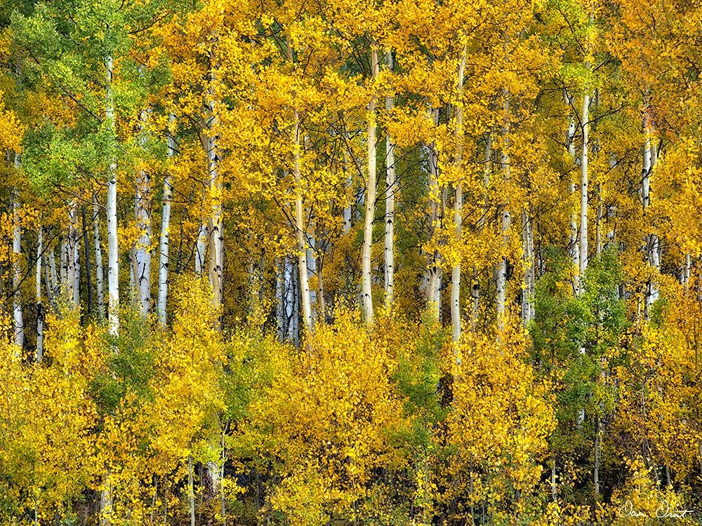 Art Print: Yellow Woods III