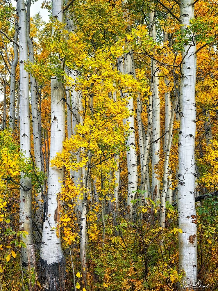 Art Print: Yellow Woods V