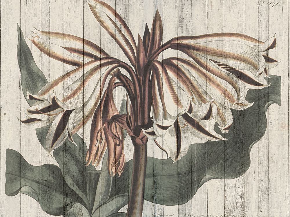 Wall Art Painting id:196950, Name: Rustic Floral III, Artist: Studio W