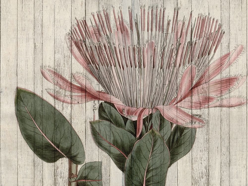 Wall Art Painting id:196951, Name: Rustic Floral IV, Artist: Studio W