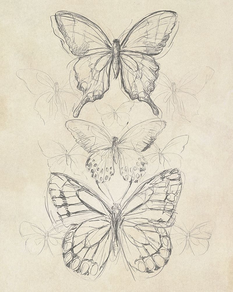 Wall Art Painting id:193428, Name: Vintage Butterfly Sketch II, Artist: Vess, June Erica