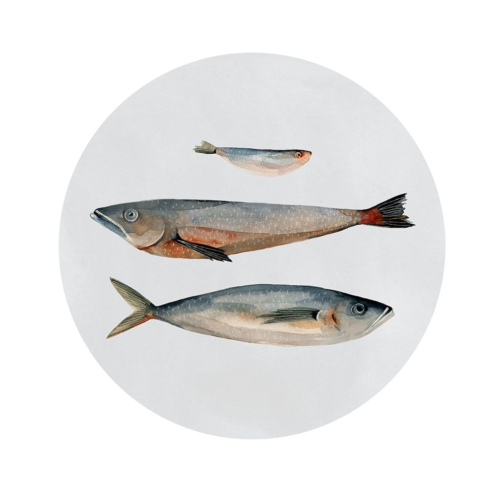 Art Print: Three Fish II