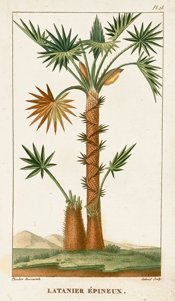 Wall Art Painting id:210024, Name: Turpin Exotic Palms I, Artist: Turpin
