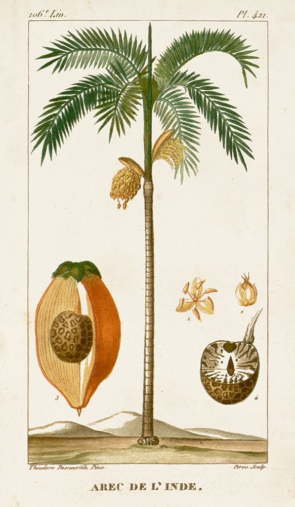 Wall Art Painting id:210028, Name: Turpin Exotic Palms V, Artist: Turpin