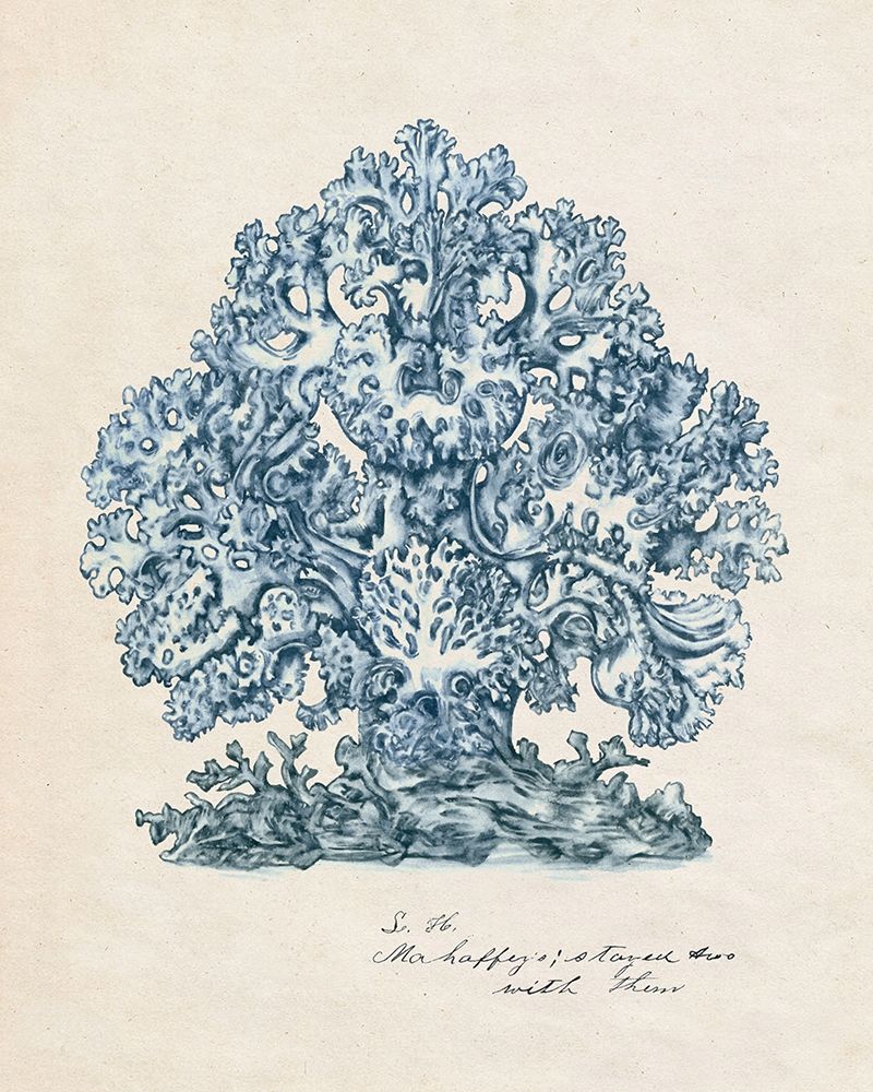 Wall Art Painting id:210067, Name: Sea Coral Study II, Artist: Wang, Melissa