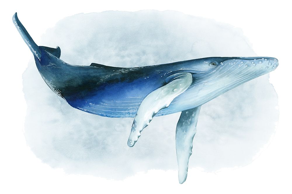 Art Print: Watercolor Humpback I