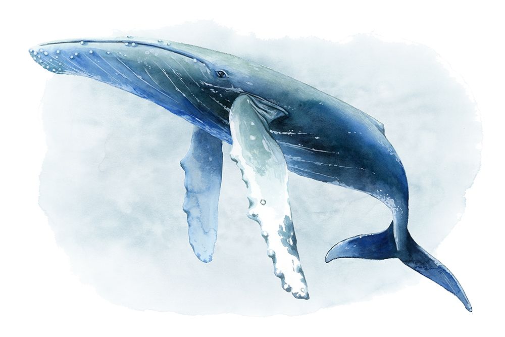 Art Print: Watercolor Humpback II