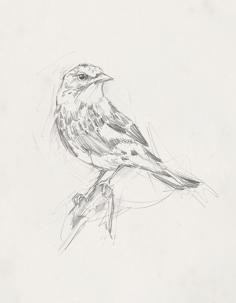 Art Print: Avian Study  I