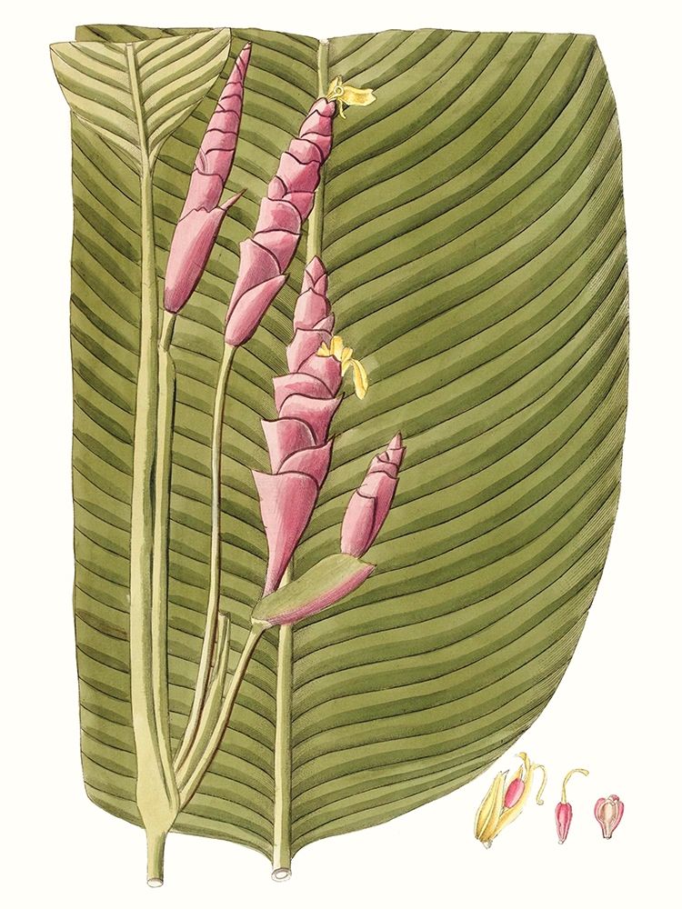 Wall art: Leaves of the Tropics I, by Vision Studio