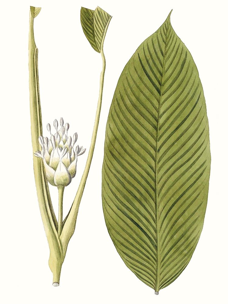 Wall art: Leaves of the Tropics II, by Vision Studio