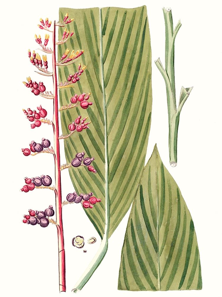 Wall art: Leaves of the Tropics III, by Vision Studio