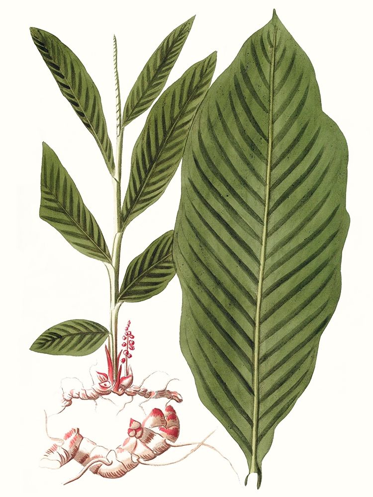 Wall art: Leaves of the Tropics IV, by Vision Studio