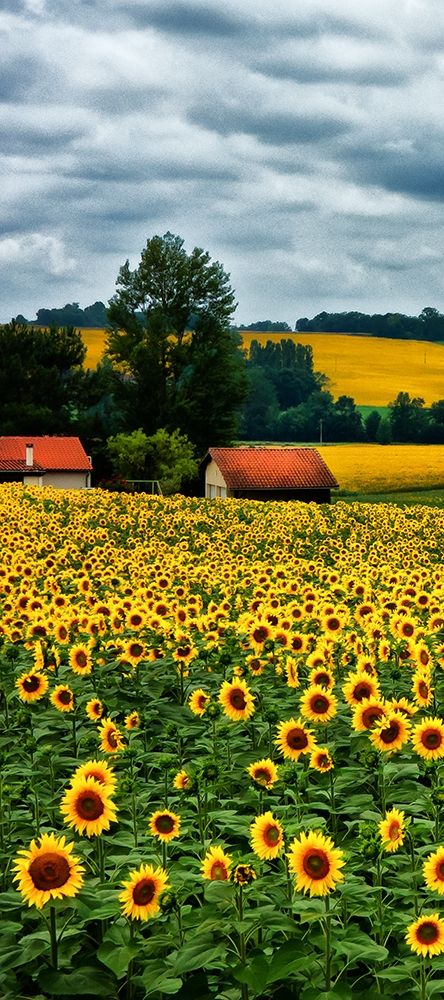 Art Print: Pastoral Countryside IV - A