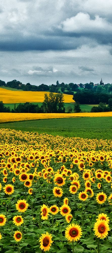 Art Print: Pastoral Countryside IV - B