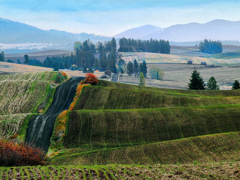 Art Print: Pastoral Countryside XIII