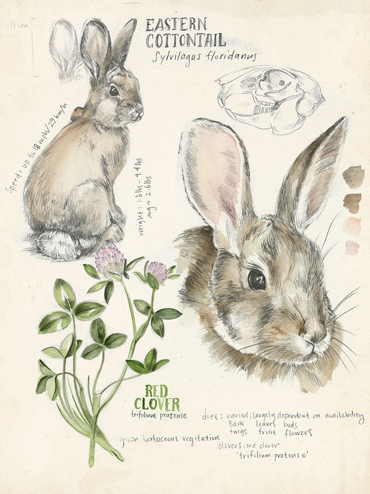 Art Print: Wildlife Journals II