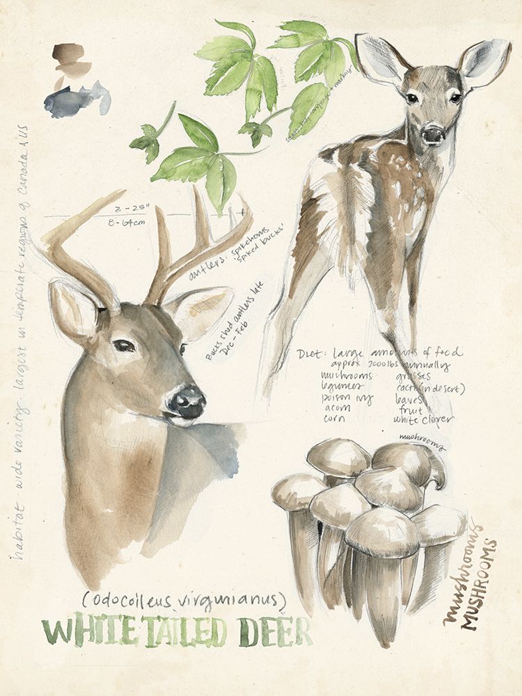 Art Print: Wildlife Journals IV