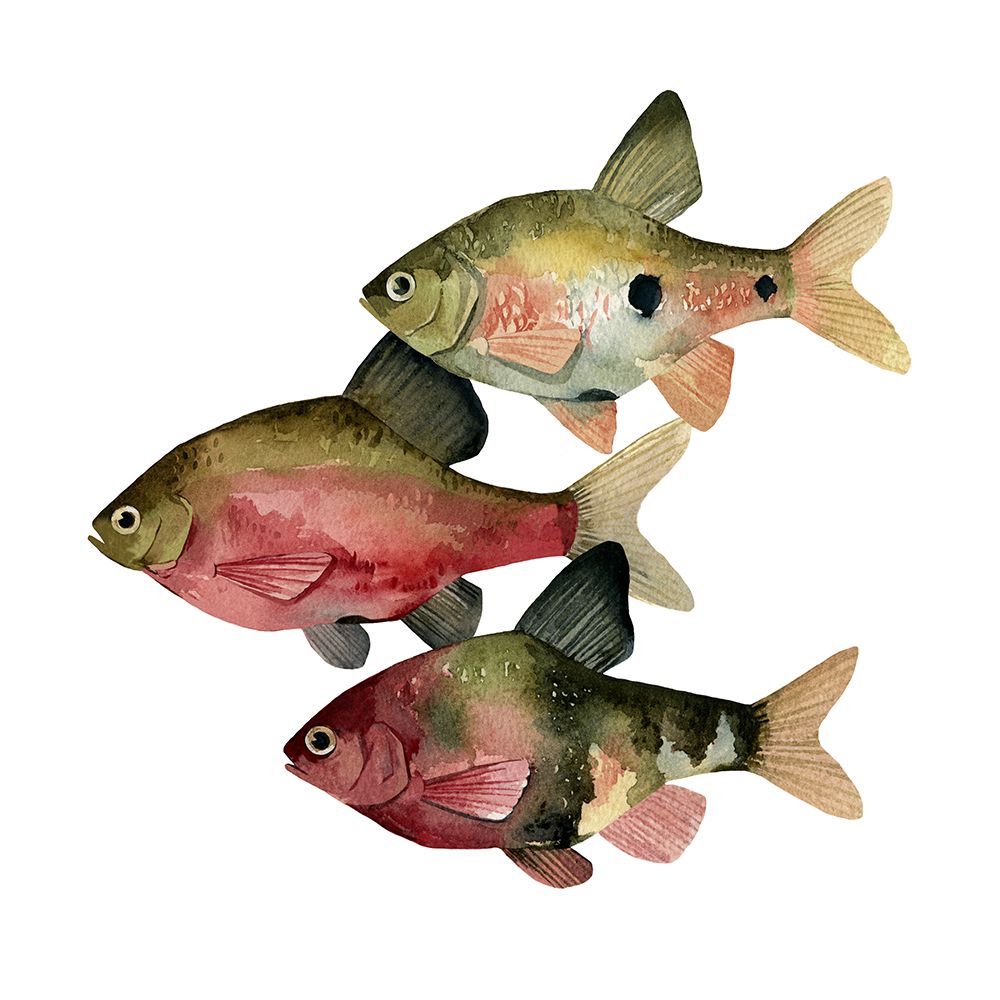 Art Print: Rainbow Fish I