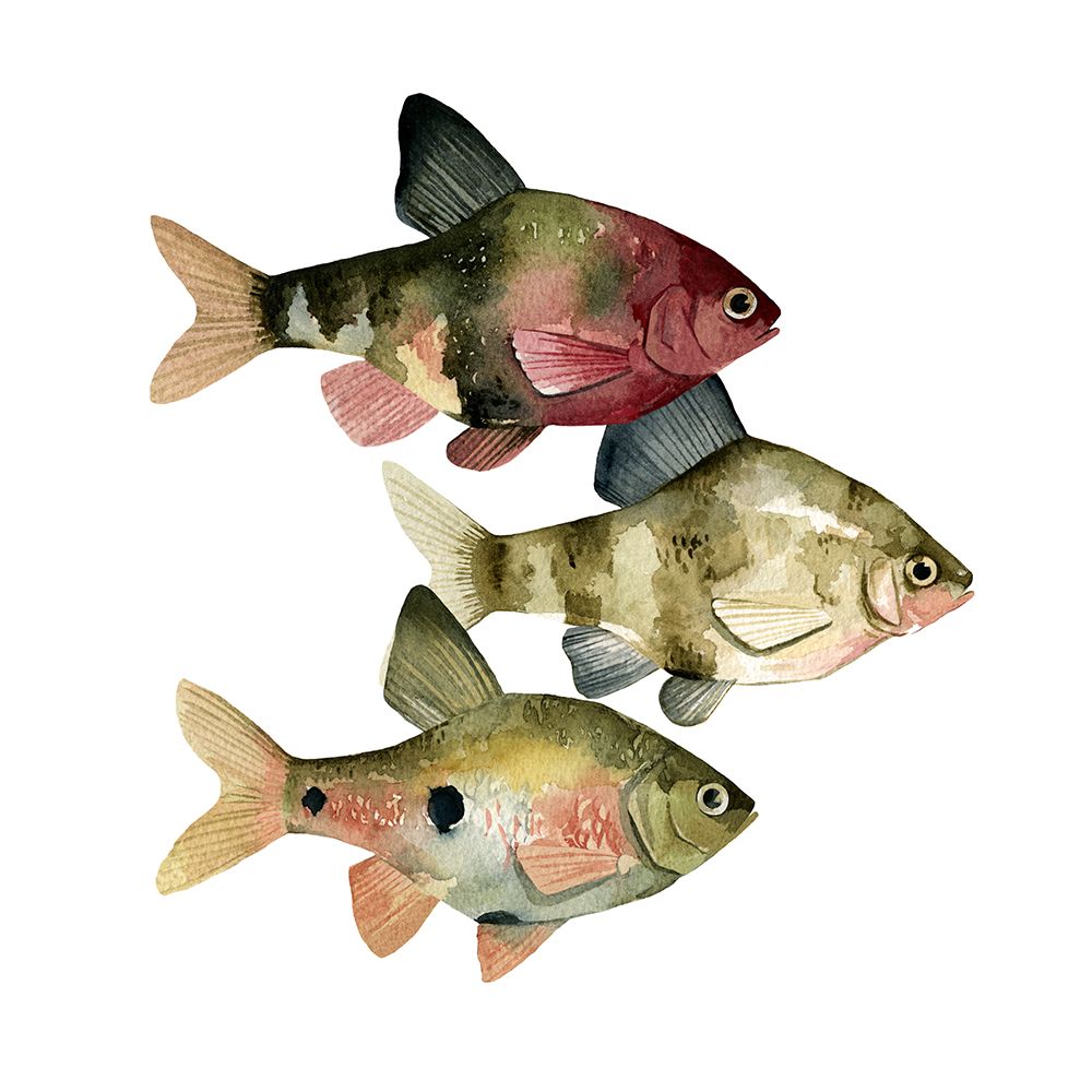 Art Print: Rainbow Fish II