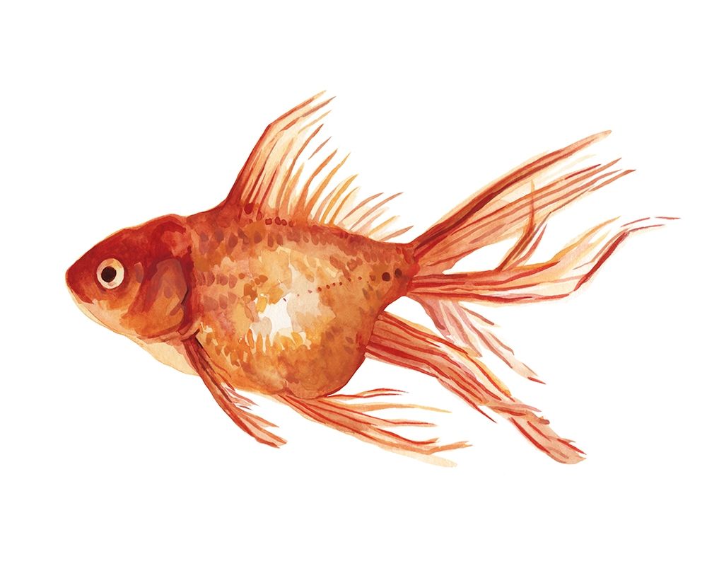 Art Print: Ornamental Goldfish I