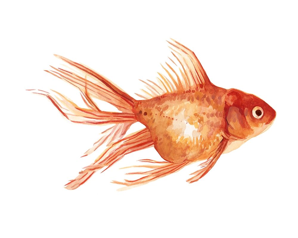 Art Print: Ornamental Goldfish II
