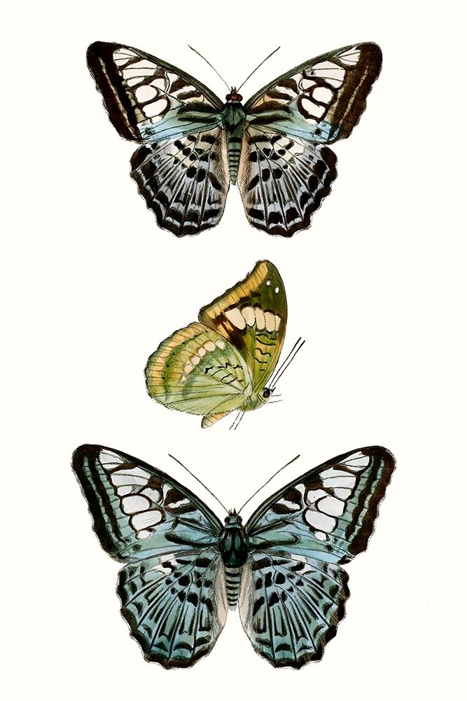 Wall Art Painting id:228751, Name: Butterfly Specimen I, Artist: Vision Studio 