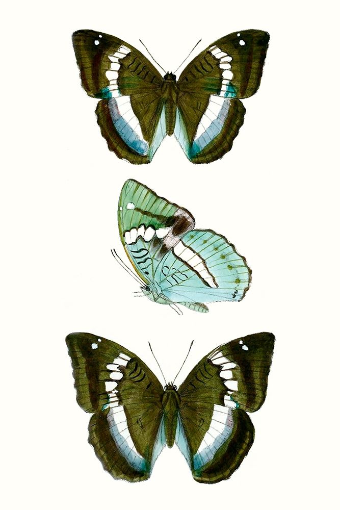 Wall Art Painting id:228752, Name: Butterfly Specimen II, Artist: Vision Studio 