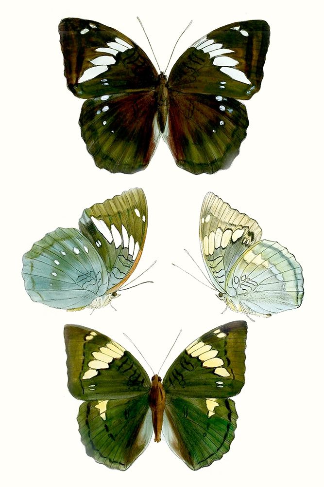 Wall Art Painting id:228754, Name: Butterfly Specimen IV, Artist: Vision Studio 