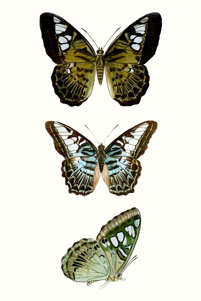 Wall Art Painting id:228756, Name: Butterfly Specimen VI, Artist: Vision Studio 
